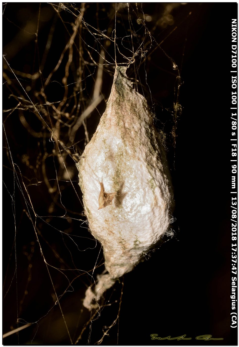 Argiope trifasciata, femmina  - Selargius (CA)